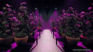 Drug-Business-Screenshot-AtopGames-1